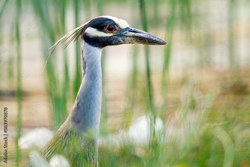 Yellow-crowned Night heron bird searching for food at the river Yellow-crowned Night heron bird searching for food at the river
