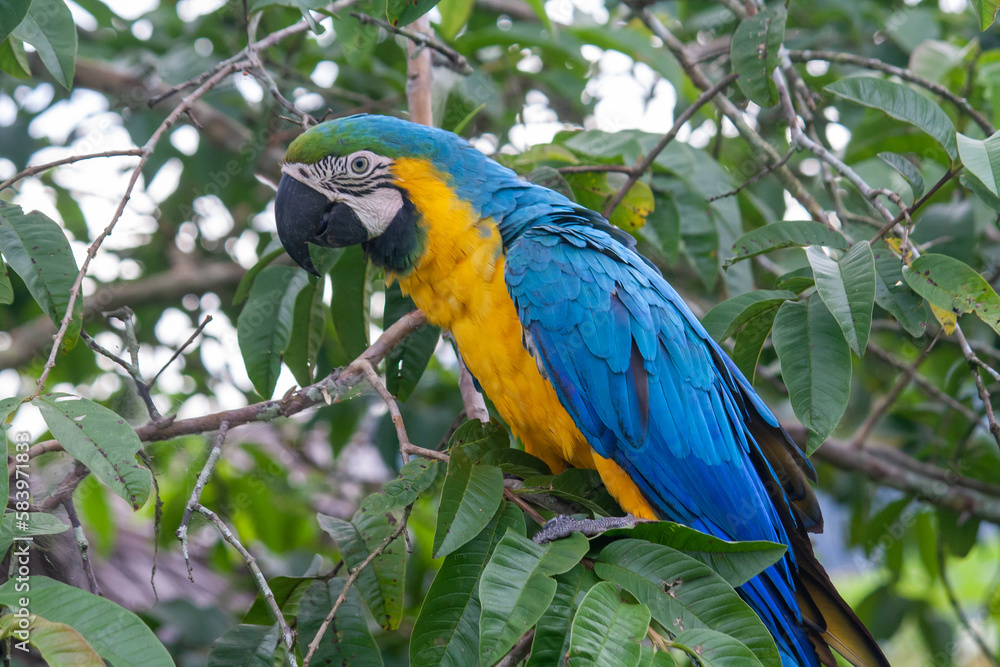 Macaw feeding on guava in San Carlos Antioquia Colombia Macaw feeding on guava in San Carlos Antioquia Colombia