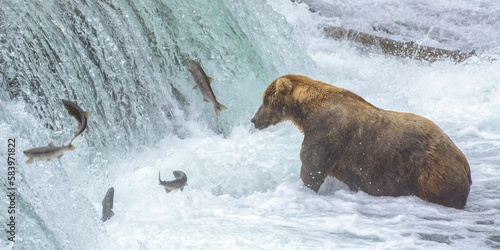 Brown bear standing in flowing water and catching fish