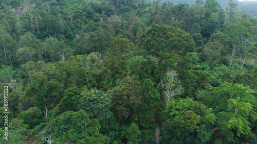 Aerial photo of tropical forest in Aceh Province, Indonesia. 