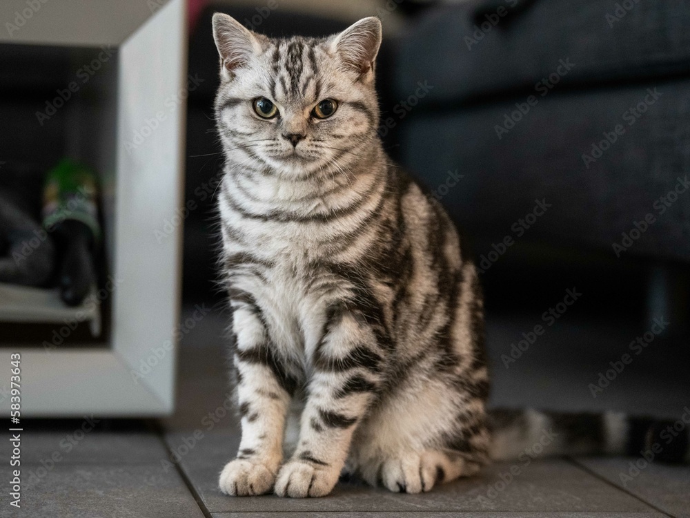 Fototapeta premium British shorthair tabby colour