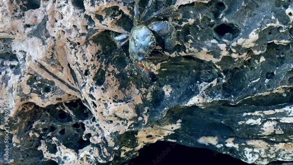 green Crab mason moves along a steep wall overcoming all the irregularities green Crab mason moves along a steep wall overcoming all the irregularities