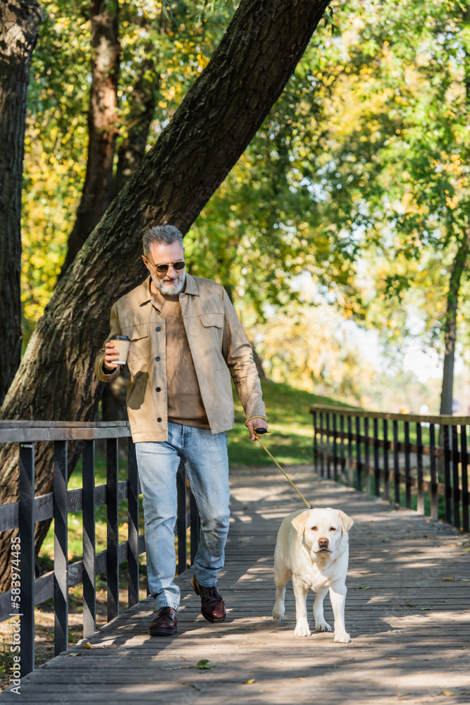 Smiling middle aged man in sunglasses holding coffee to go and walking with labrador in park. Smiling middle aged man in sunglasses holding coffee to go and walking with labrador in park.