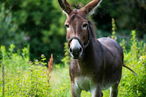 Brown Irish donkey in closeup in the background of greenery