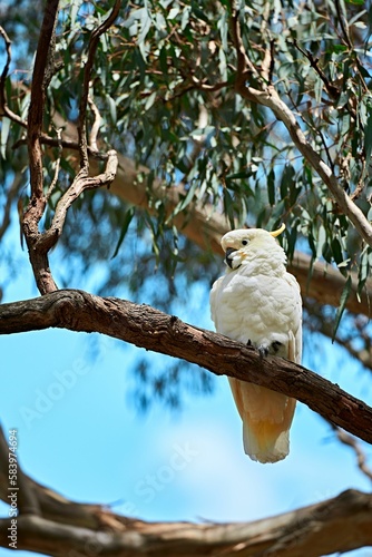 Sulphur-crested cockatoo perching on a tree branch on a sunny day with blur background