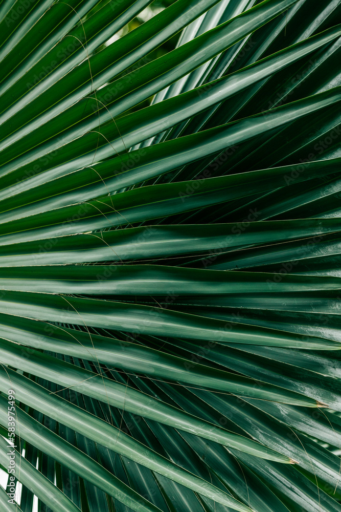 palm leaf background