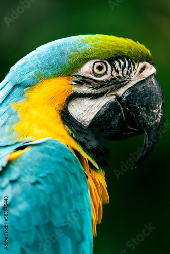 Blue-yellow Macaw portrait