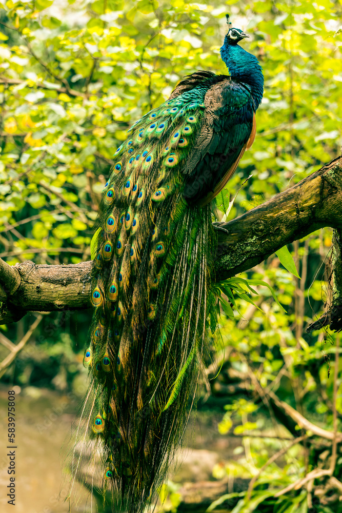 Naklejka premium Peacock in Kuala Lumpur bird park