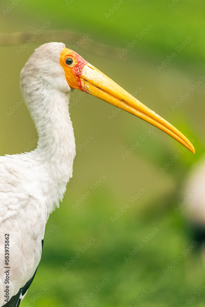 Fototapeta premium yellow billed stork