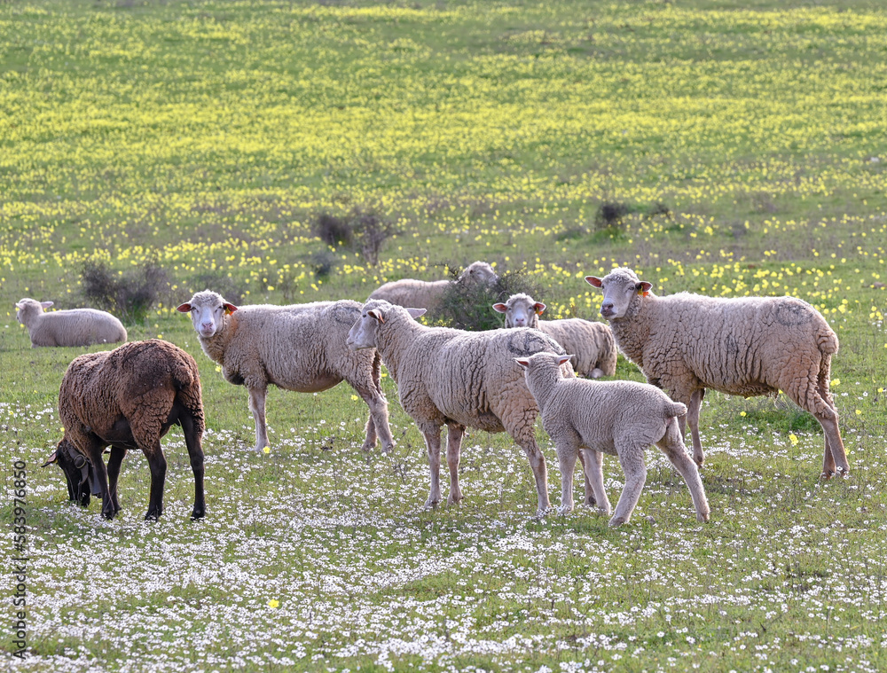 Fototapeta premium sheep