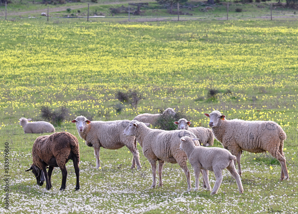Fototapeta premium sheep