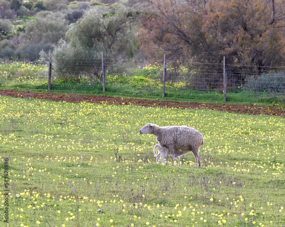 Fototapeta premium sheep