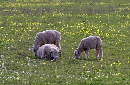 sheep