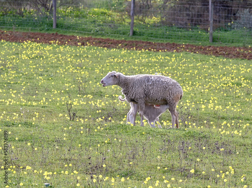 sheep