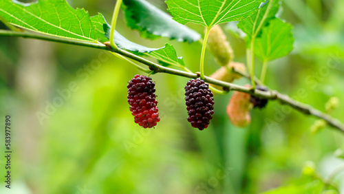 Red mulberry fruits or Morus rubra begin to ripen on the tree branches, its color is red to black photo