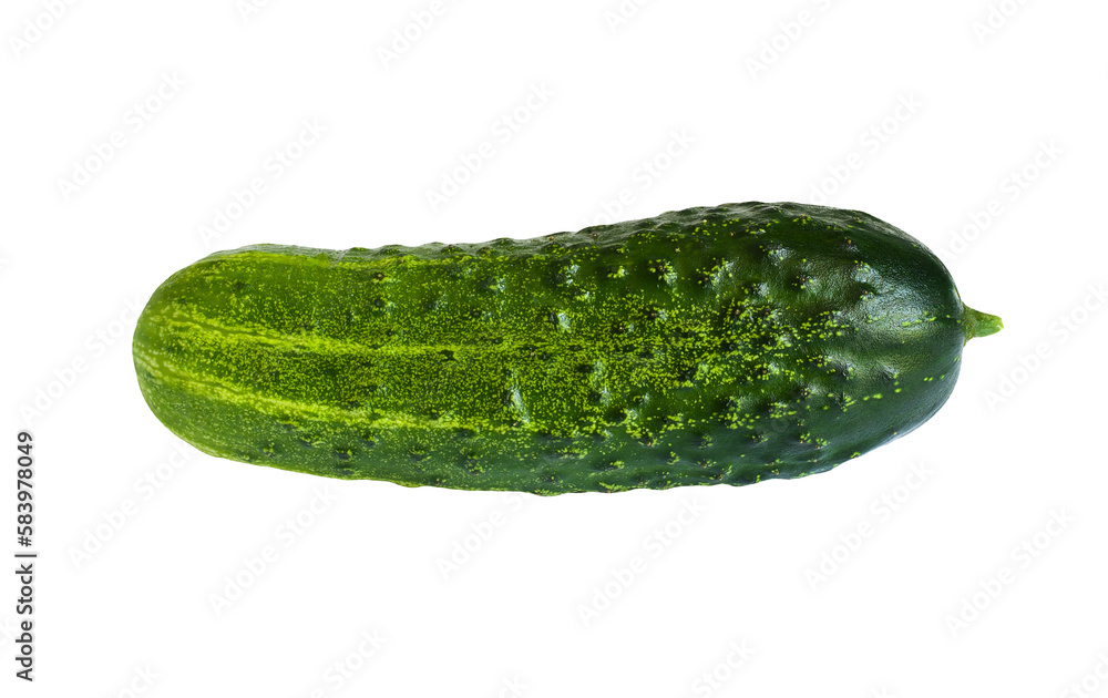 One big cucumber isolated on transparent background. Fresh whole vegetable. Summer dishes ingredient. Cut out element for advertising layout, packaging design. Organic farm food. Seasonal harvest One big cucumber isolated on transparent background. Fresh whole vegetable. Summer dishes ingredient. Cut out element for advertising layout, packaging design. Organic farm food. Seasonal harvest