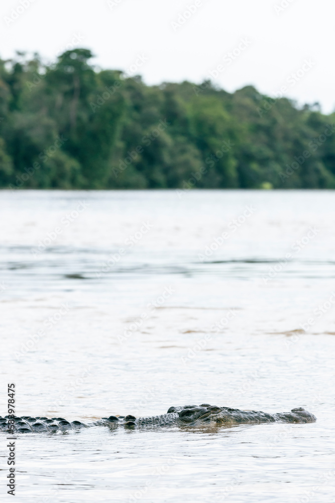 Obraz premium Crocodile in the Kinabatangan River, Malaysia Borneo