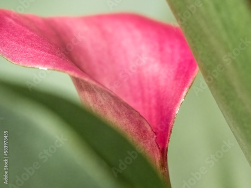 Fotografía Close up of a pink calla lily (Zantedeschia aethiopica) also known as a arum lil