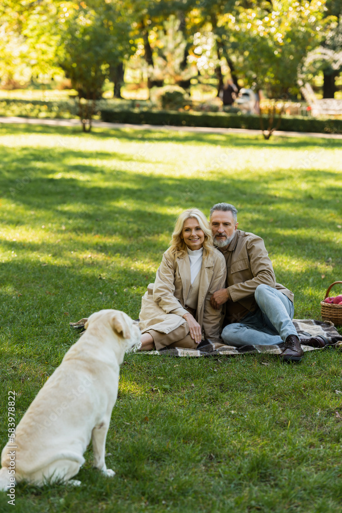 Obraz premium happy middle aged couple looking at labrador dog while sitting on blanket during picnic in park.
