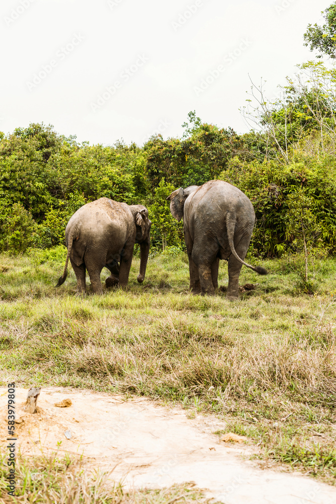 Fototapeta premium Asian elephant in Cambodia