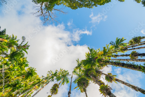 Palmiers et cocotiers vus du sol avec un ciel bleu. 
