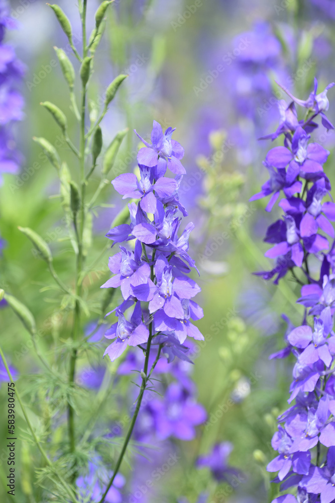 Seed Pods and Delphinium Blossoms in a Garden Seed Pods and Delphinium Blossoms in a Garden
