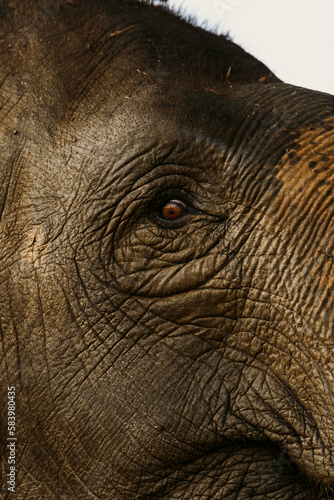 Asian elephant in Cambodia