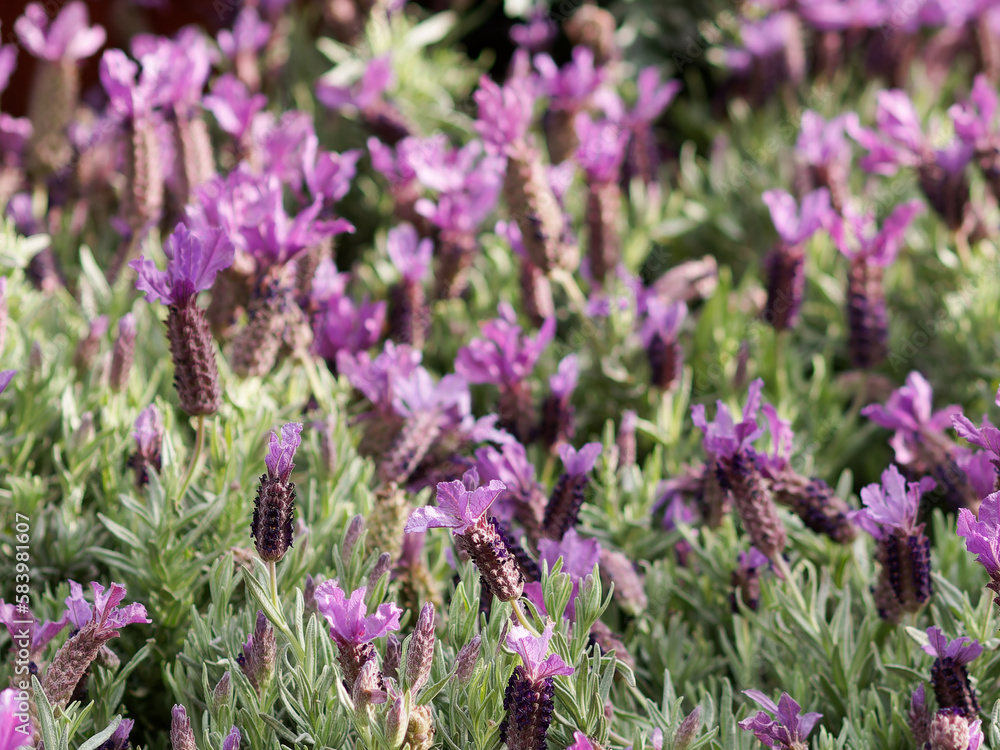 Obraz premium Flowers in the lavender fields in the Provence mountains.