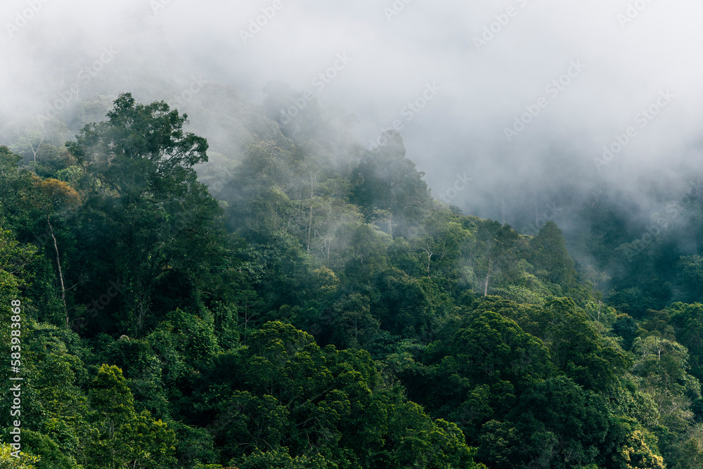 Borneo lowland rainforest in Ulu Temburong national park, Brunei Darussalam
