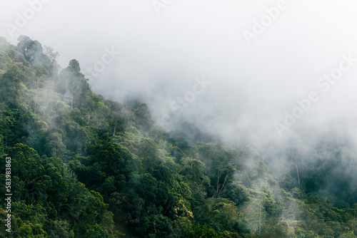 Fototapeta Borneo lowland rainforest in Ulu Temburong national park, Brunei Darussalam