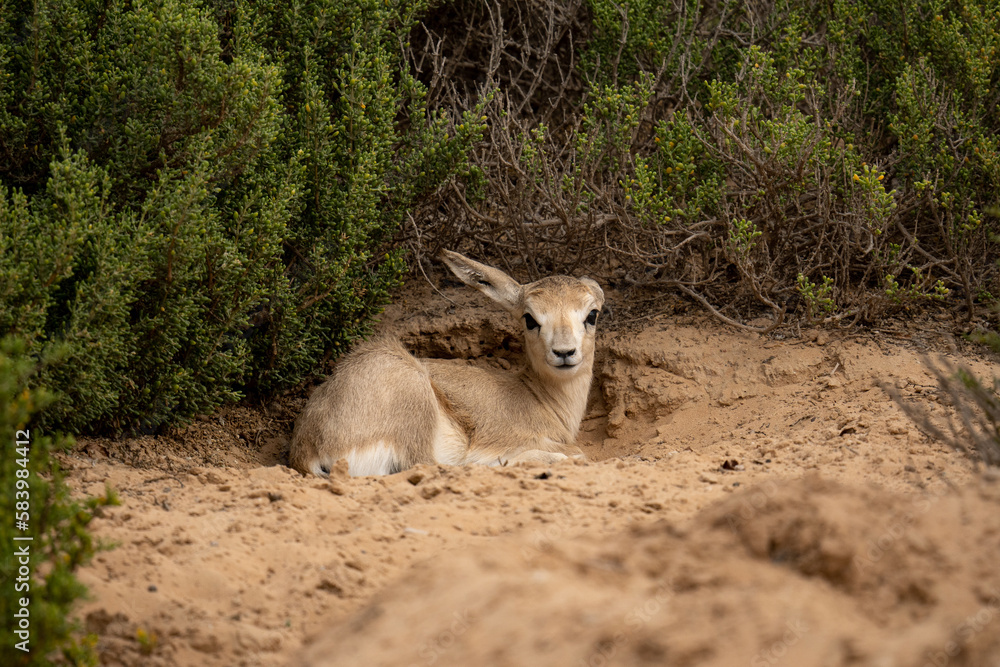 foto-de-baby-arabian-gazelle-resting-at-al-marmoom-desert-conservation