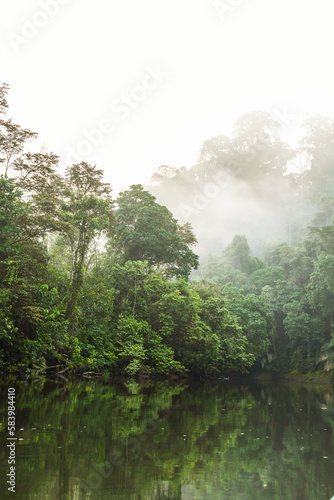 Borneo lowland rainforest in Ulu Temburong National Park, Brunei Darussalam