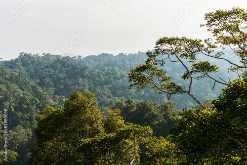 Canvas-taulu Borneo lowland rainforest in Ulu Temburong National Park, Brunei Darussalam