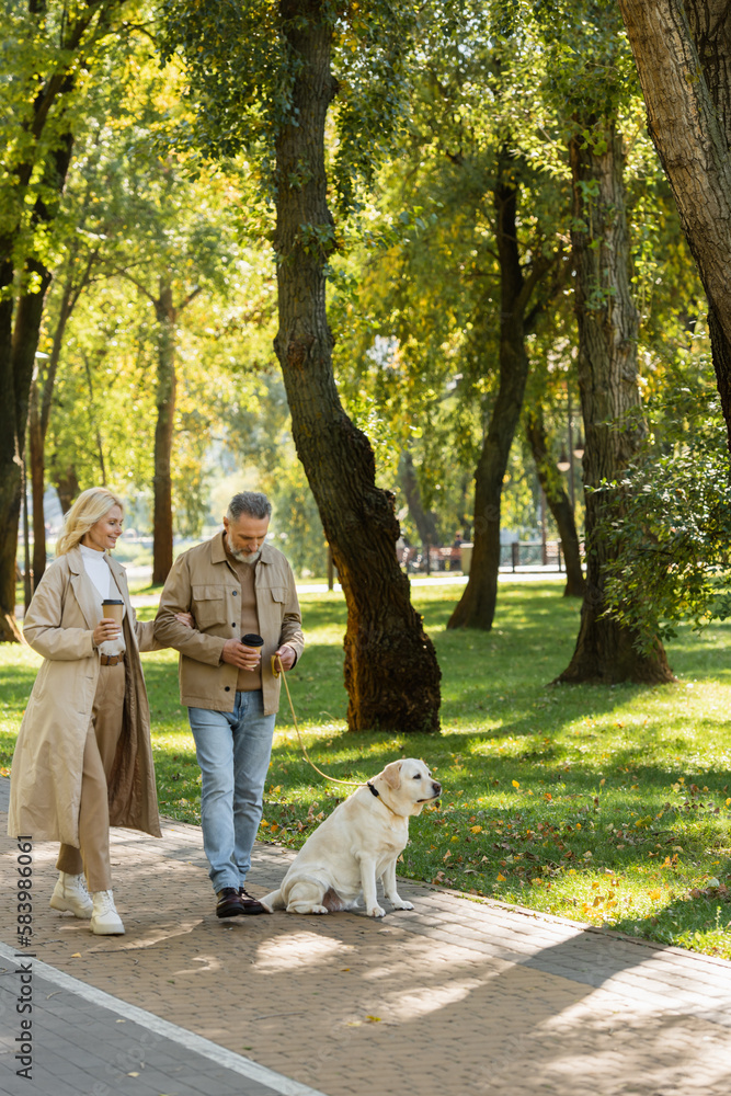 Fototapeta premium happy middle aged couple holding coffee to go and walking out with labrador dog in park during springtime.