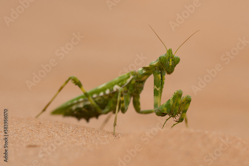 Praying Mantis in the desert near Abu Dhabi UAE