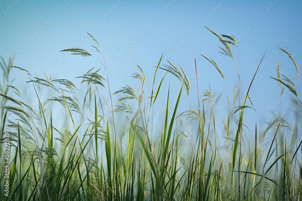  tall grass blowing in the wind with a blue sky in the background.  generative ai