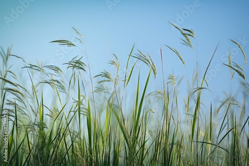  tall grass blowing in the wind with a blue sky in the background.  generative ai