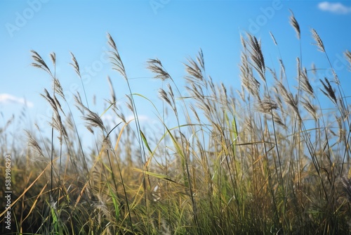  a bunch of tall grass blowing in the wind on a sunny day.  generative ai