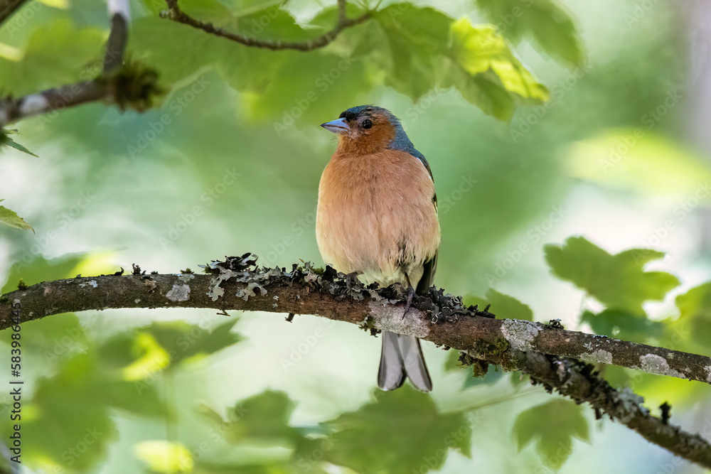Fototapeta premium chaffinch