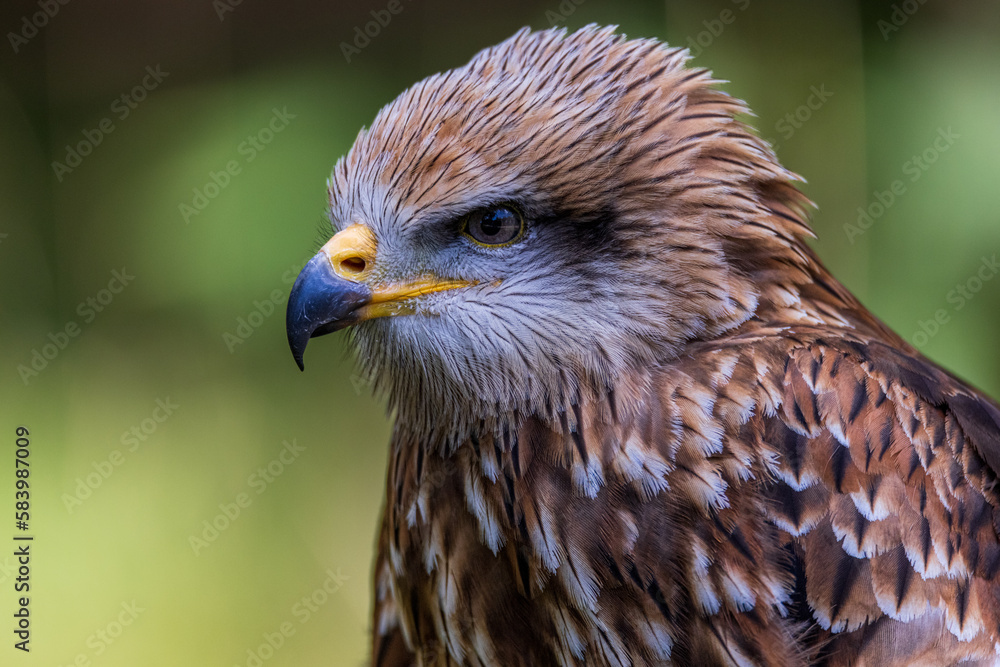 Red Kite Red Kite