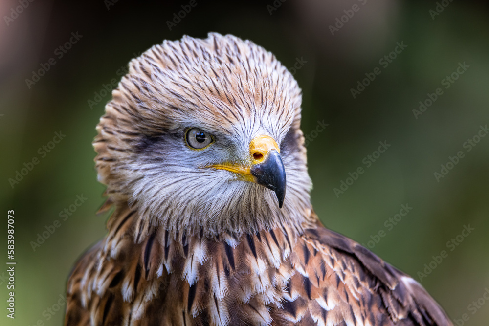 Red Kite Red Kite