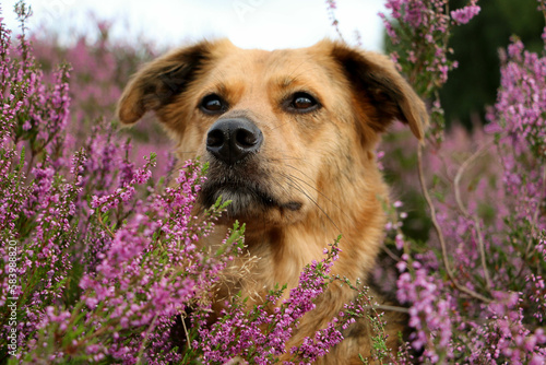 beautiful mixed breed shepherd dog head portrait in a heather field