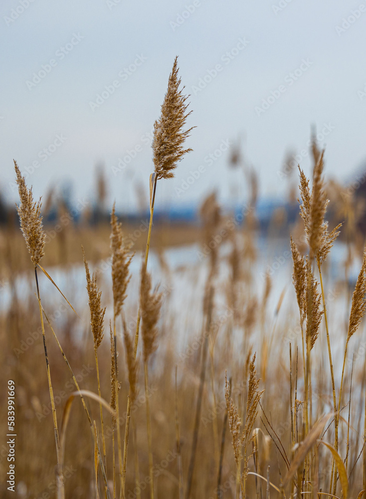 Fototapeta premium Reeds on the bank of a frozen river
