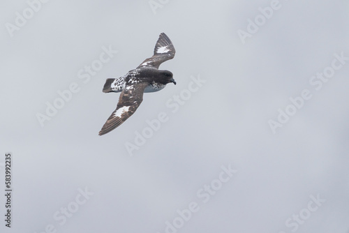 Cape petrel (Daption capense)