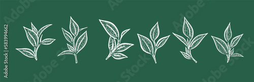 Green tea leaves. Hand drawn, vector.