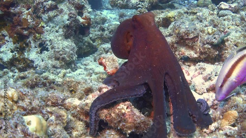 Common octopus (Octopus vulgaris) in a coral reef in egypt red sea