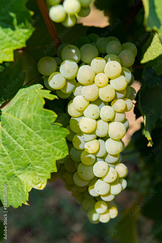 custom made wallpaper toronto digitalGrapes on the Vine of grape trees