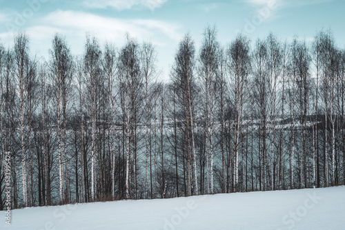 Birches by Lake Mjøsa in winter.