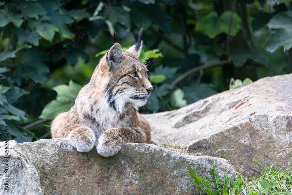 Obraz premium portrait of a lynx