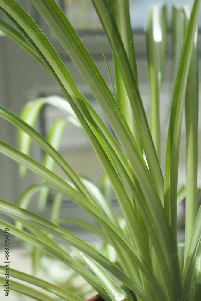 Fototapeta premium Close-up of leaves of common spider plant - Chlorophytum comosum